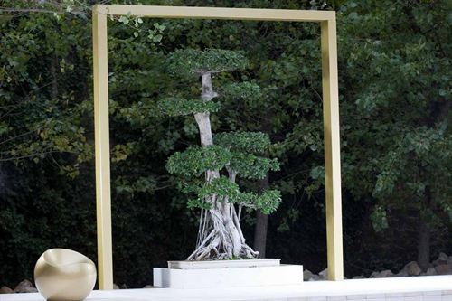 Peñíscola acoge la mayor bienal del arte del bonsái del mundo